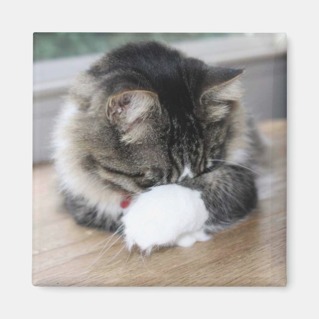 Íman Magnet quadrado Gatinho Zorro Shy (Frente)