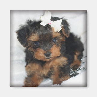 Íman Magnet Quadrado Yorkie-Poo