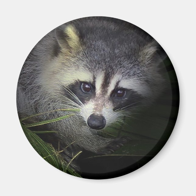 Íman Magnet Raccoon (Frente)