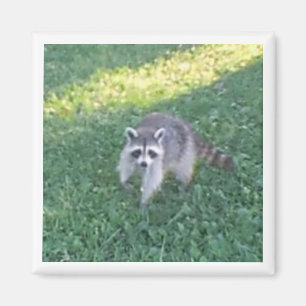 Íman Magnet Raccoon