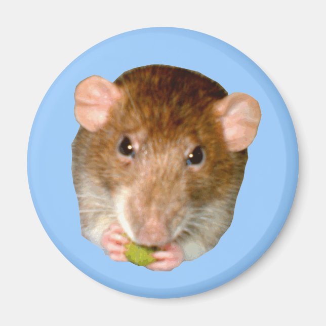 Íman Magnet Rat Fome (Frente)