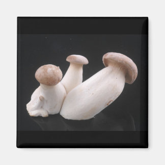 Íman Magnet Real Trumpet Mushroom