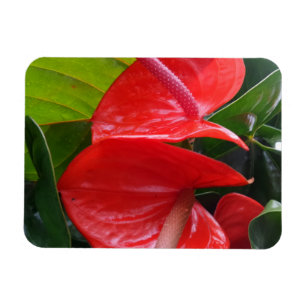 Íman Magnet Red Flowers 3"x4"