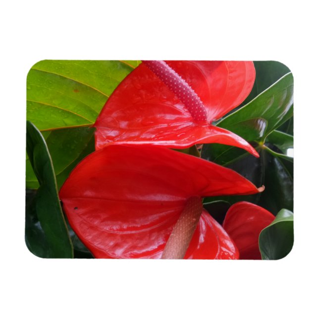 Íman Magnet Red Flowers 3"x4" (Horizontal)