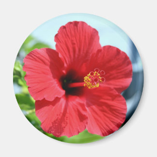 Íman Magnet Red Hibiscus