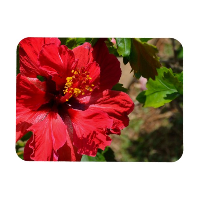 Íman Magnet Red Hibiscus (Horizontal)