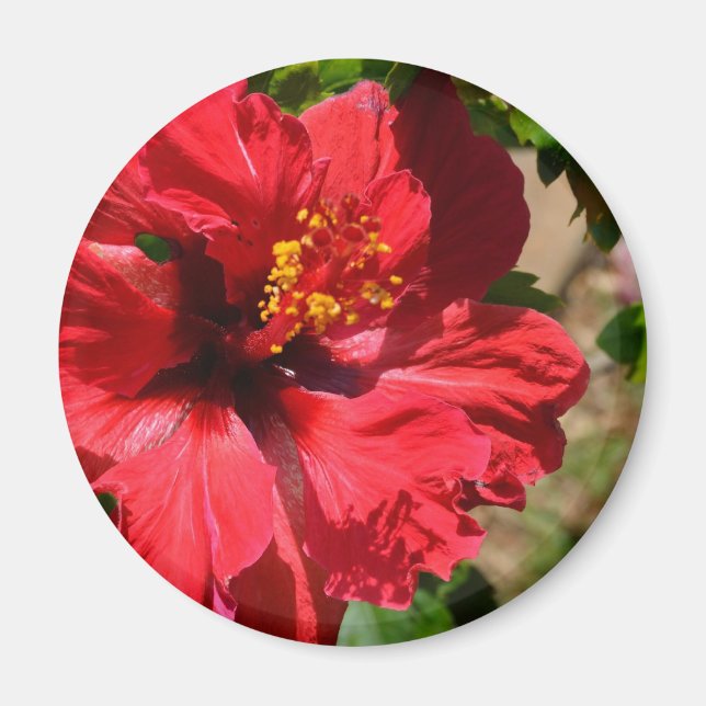 Íman Magnet Red Hibiscus (Frente)