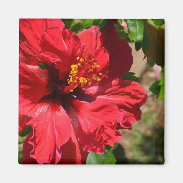 Íman Magnet Red Hibiscus (Frente)