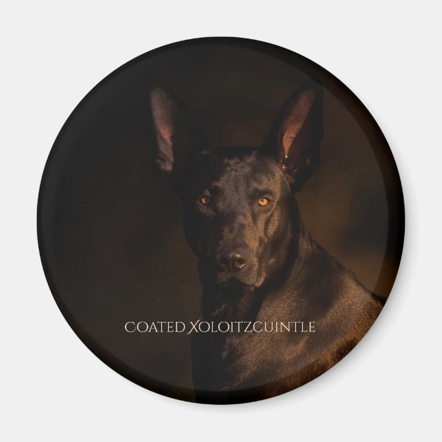 Íman Magnet revestido Xoloitzcuintle (Frente)