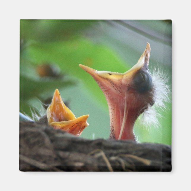 Íman Magnet - Robin Babies Americanos (Frente)