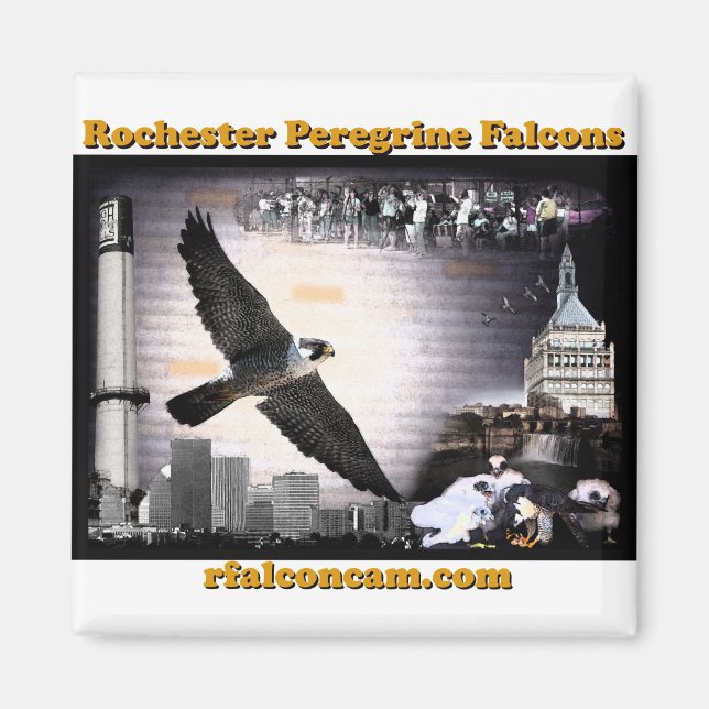 Íman Magnet Rochester Peregrine Falcons (Frente)