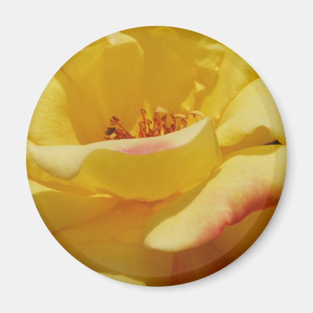 Íman Magnet Rosa Amarelo (Frente)