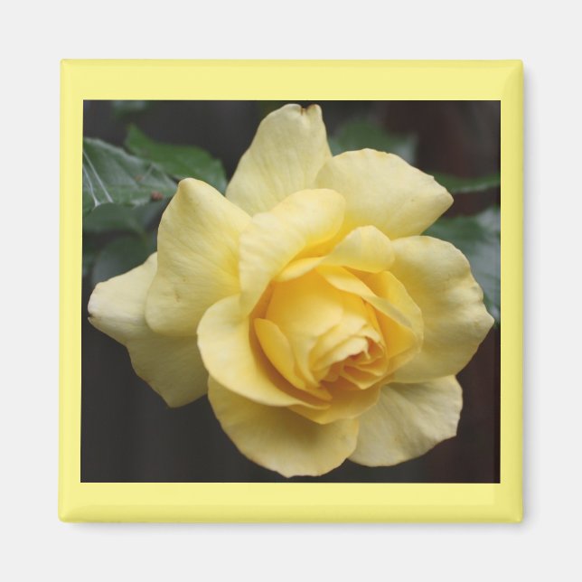 Íman Magnet Rosa Amarelo (Frente)