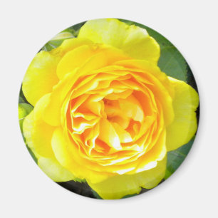 Íman Magnet Rosa Amarelo