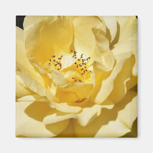 Íman Magnet Rosa Amarelo