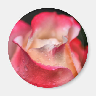 Íman Magnet - Rosa Bloom com gotas de água