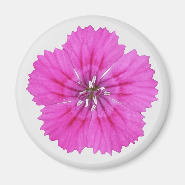 Íman Magnet Rosa Dianthus (Frente)