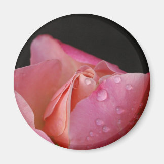 Íman Magnet - Rosa Rosa Cor-de-rosa - Bud