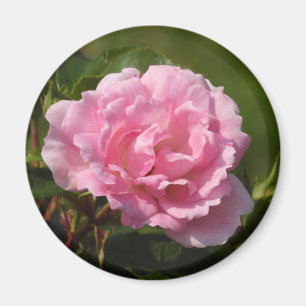 Íman Magnet Rosa Rosa Rosa Rosa