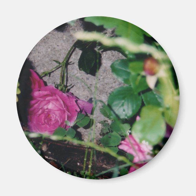 Íman Magnet Rosa Rosa Rosa Rosa Rosa Rosa (Frente)