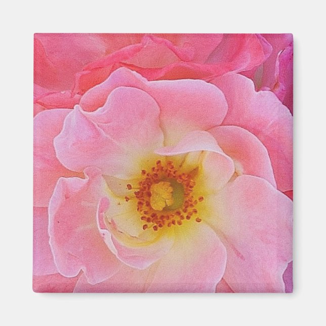 Íman Magnet Rosa Rosa Rosa Rosa Rosa Rosa (Frente)