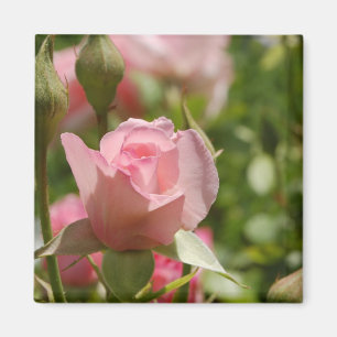 Íman Magnet Rosa Rosa Rosa Rosa Rosa Rosa