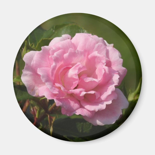 Íman Magnet Rosa Rosa Rosa Rosa Rosa Rosa (Frente)