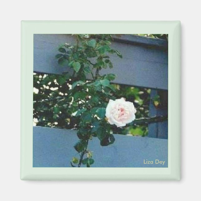 Íman Magnet Rosa Rosa Rosa Rosa Rosa Rosa (Frente)