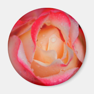 Íman Magnet - Rosa vermelha e branca