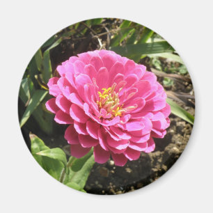 Íman Magnet Rosa Zinnia