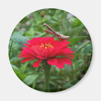 Íman Magnet round/Rezando Mantis & Zinnie