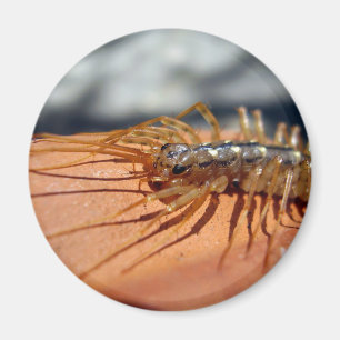 Íman Magnet Scutigera Coleoptrata
