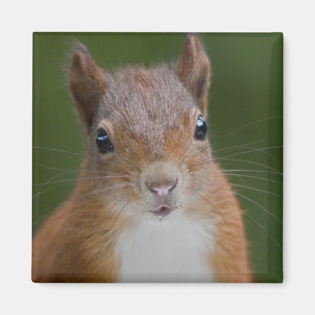 Íman Magnet Sesty Squirrel (Frente)