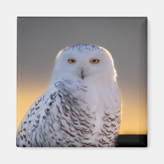 Íman Magnet Snowy Owl 2"