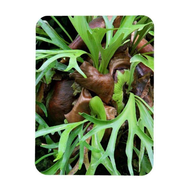 Íman Magnet - Staghorn Fern (Vertical)