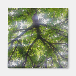 Íman Magnet - Sun Trees (Ohio)