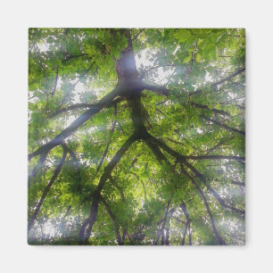 Íman Magnet - Sun Trees (Ohio)