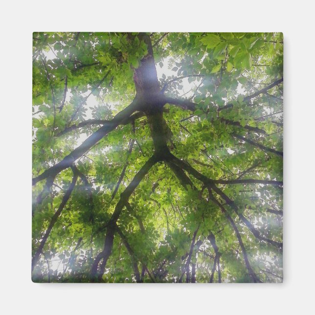 Íman Magnet - Sun Trees (Ohio) (Frente)