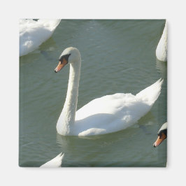 Íman Magnet - Swans em Cor