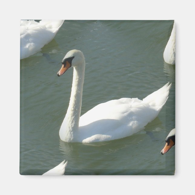 Íman Magnet - Swans em Cor (Frente)