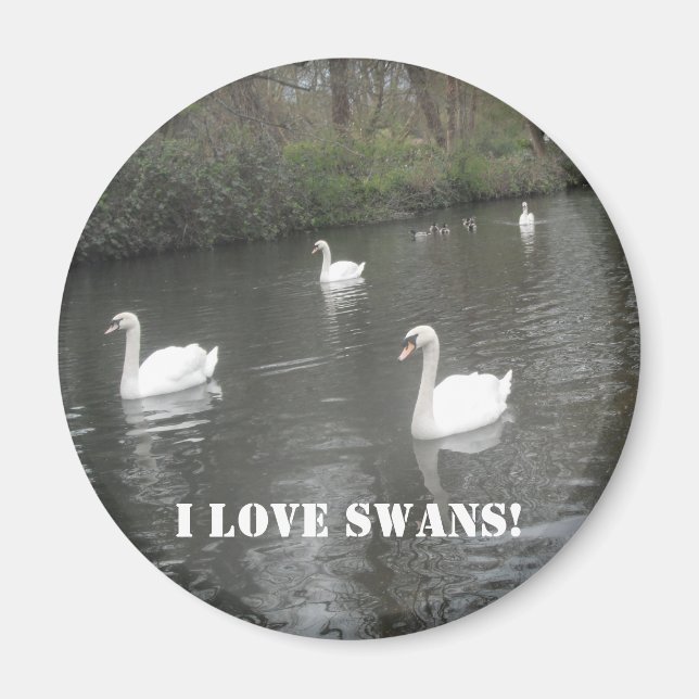 Íman Magnet Swans Nadando, Eu Adoro Swans (Frente)