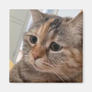 Íman Magnet Talking Cats Memory