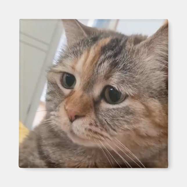 Íman Magnet Talking Cats Memory (Frente)