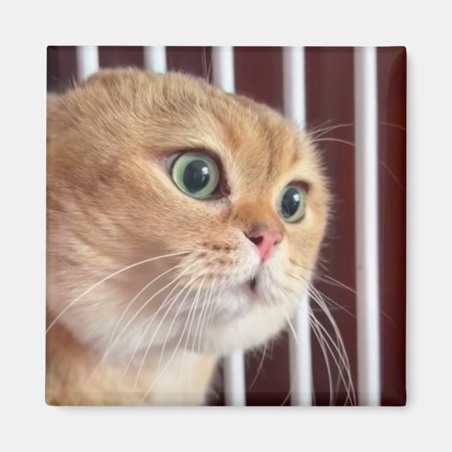 Íman Magnet Talking Cats Memory (Frente)