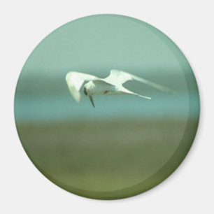 Íman Magnet - Tern em voo