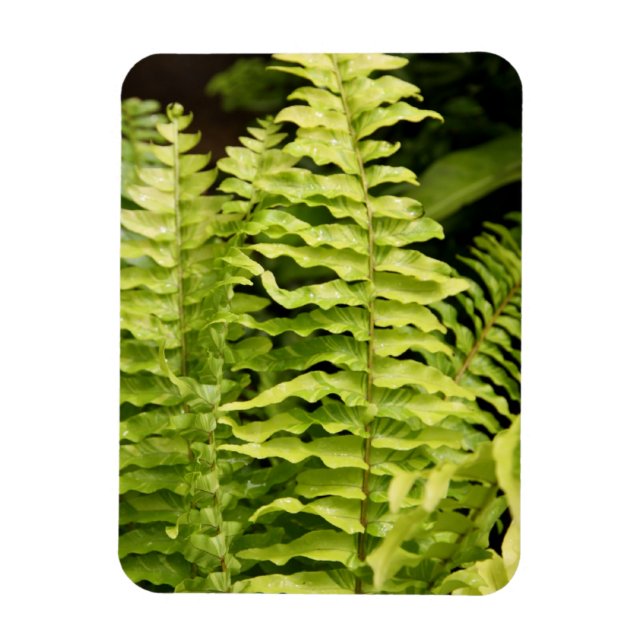 Íman Magnet - Tiger Fern (Vertical)