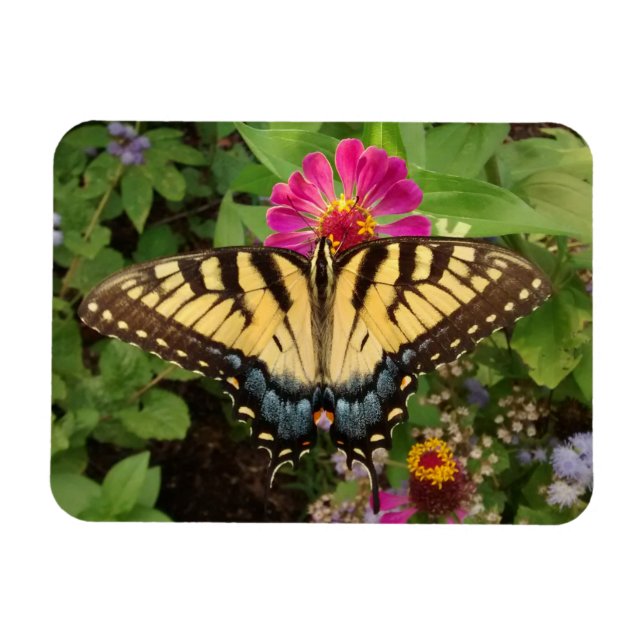 Íman Magnet Tigre Swallowtail Butterfly 3"x4" (Horizontal)