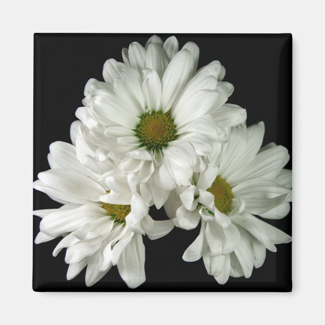 Íman Magnet Triple Delight (Frente)