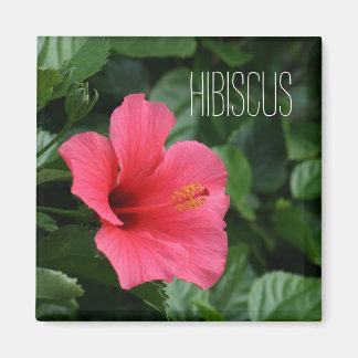 Íman Magnet Tropical de Hibiscus Rosa
