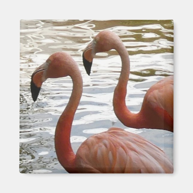 Íman Magnet Tropical Flamingo Birds (Frente)